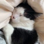 Kater Bosse im Schlaf